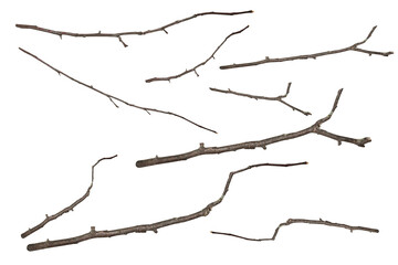 Bare twigs stick - on isolated transparent background.