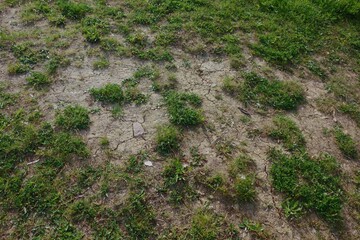 A neglected, withered lawn with visible soil.