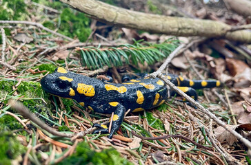 Feuersalamander auf Waldboden mit Fichtennadeln