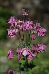 Blüten einer Akelei, Aquilegia