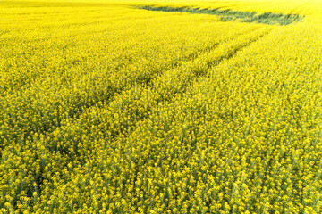 spring flowering rapeseed crop field seen from a drone , aerial shot