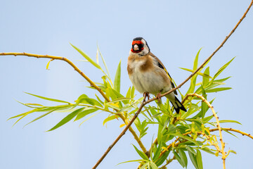 Stieglitz oder Distelfink sitzt auf einem Ast im Morgenlicht am Neusiedler See