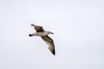Möwe im Flug