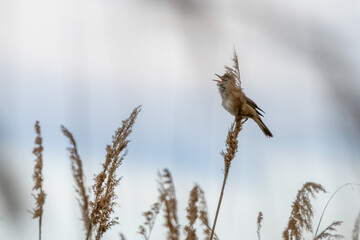 Drosselrohrsänger (Acrocephalus arundinaceus) sitzt im Schilf am Neusiedler See 