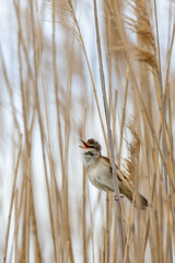 Drosselrohrsänger (Acrocephalus arundinaceus) sitzt im Schilf am Neusiedler See 