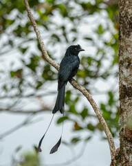 Greater Racket-tailed Drongo perched on a tree branch, Vagamon, Kerala, India