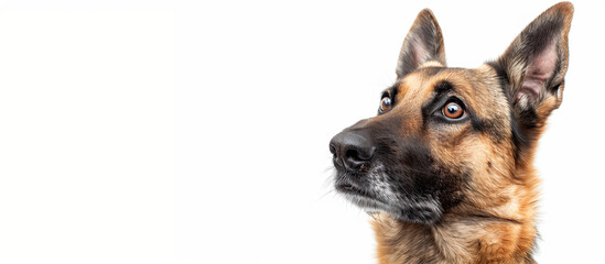 Portrait funny and happy dog which appears on the left side of the image. On a white background.