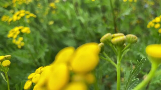Yellow tansy flowers Tanacetum vulgare, common tansy plant, cow bitter, or golden buttons. Selective focus