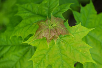 Fresh green leaves with new ones from maple.