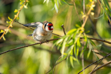 Stieglitz oder Distelfink sitzt auf einem Ast im Morgenlicht am Neusiedler See