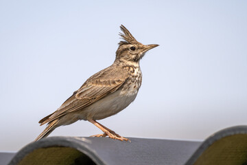 Haubenlerche / Lerche / Vogel