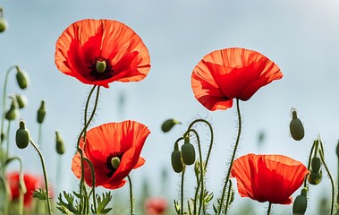 Obraz premium Memorial Day Blooming red poppies with copy space, Memorial Day concept