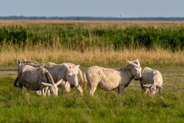 Weiße Esel am Neusiedler See im Burgenland / Nationalpark / Österreich