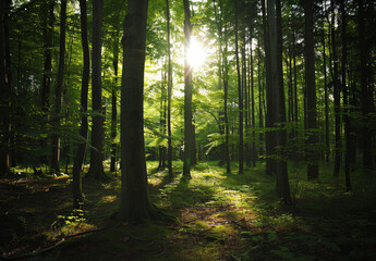 Obraz premium Lush green forest with sunlight filtering through the trees