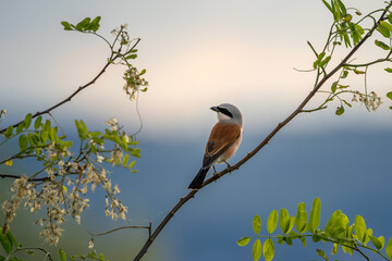 Neuntöter oder Würger am Neusiedler See (Lanius collurio)
