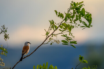 Neuntöter oder Würger am Neusiedler See (Lanius collurio)