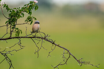Neuntöter oder Würger am Neusiedler See (Lanius collurio)