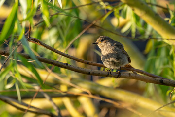 Hausrotschwanz Weibchen / Vogel / Vogelart