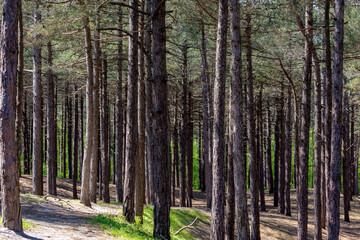 Spring landscape with pine trees trunk in the forest with green grass, A pine is any conifer in the genus Pinus of the family Pinaceae, Pinus is the sole genus in the subfamily Pinoideae, Netherlands.