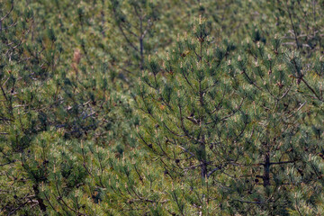 Selective focus of green, tiny and needle-like foliage leaves, A pine is any conifer in the genus...