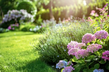 Obraz premium A lush, well-maintained garden with hydrangeas and sage plants in the foreground, surrounded by green grass under bright sunlight Generative AI