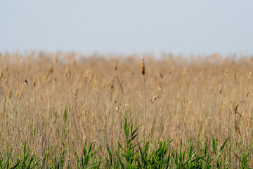 Schilff / Schilfgras am Neusiedler See in Österreich