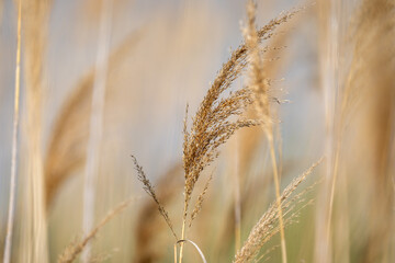 Schilff / Schilfgras am Neusiedler See in Österreich
