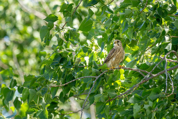 Turmfalke sitzt auf einem Baum