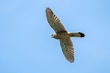 Turmfalke am blauem Himmel bei der Jagd