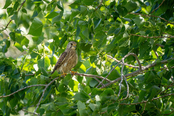 Turmfalke sitzt auf einem Baum