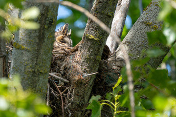 Uhu sitzt in seinem Nest / Vogel