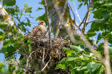 Turmfalke sitzt in seinem Nest in einem Baum