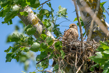 Turmfalke sitzt in seinem Nest in einem Baum