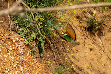 Bienenfresser im Flug / bee-eaters (Merops apiaster) Neusiedler See in Österreich