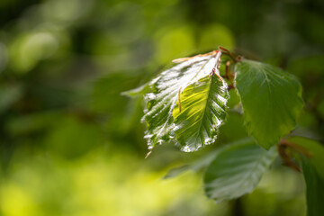 Lush green leaves of hornbeam with hairs.