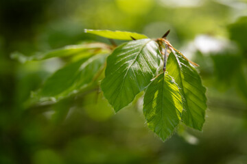 Lush green leaves of hornbeam with hairs.