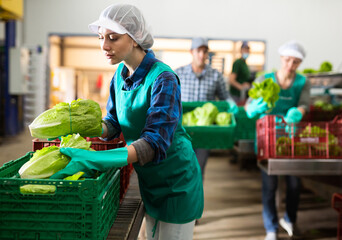 Caucasian woman filling crates with lettuce during work day in vegetable factory.