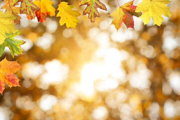 Fall season. Colorful autumn leaves against blurred background