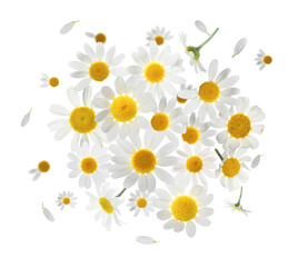 Many chamomile flowers in air on white background