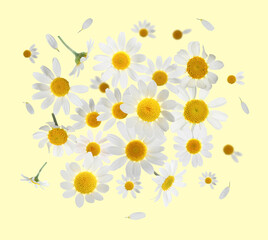 Many chamomile flowers in air on light yellow background