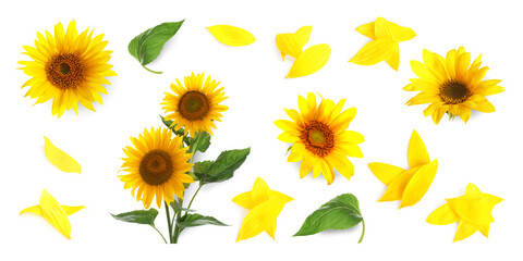 Set of bright sunflowers isolated on white