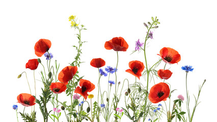 Colorful meadow flowers on white background, banner design
