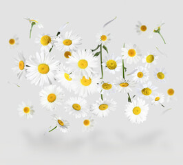 Obraz premium Many chamomile flowers in air on light grey background