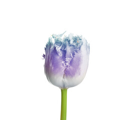 Beautiful blue purple tulip isolated on white. Bright flower