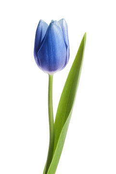Beautiful blue tulip isolated on white. Bright flower