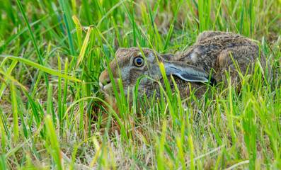 European hare (Lepus europaeus, aka brown hare) partially hiding in the grass, in a 