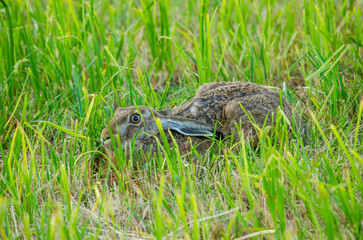 European hare (Lepus europaeus, aka brown hare) partially hiding in the grass, in a 