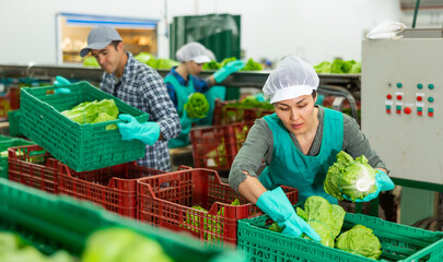 Confident adult asian female worker of vegetable sorting and processing factory arranging selected...