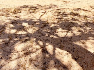 Tree shadows create intricate patterns on the sandy ground, forming a mesmerizing play of light and shade that highlights nature's quiet and enchanting beauty.