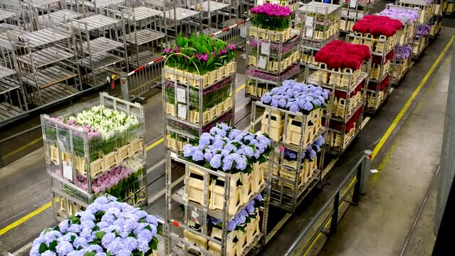 Aalsmeer Flower auction in The Netherlands.
